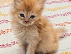Persian Kittens For Sale