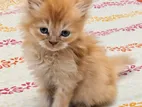 Persian Kittens For Sale