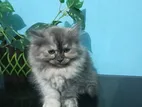 Persian Kittens for Sale