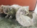 Persian kittens For Sale
