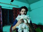 Persian Kittens