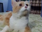 Persian kittens