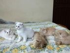 Persian Kittens