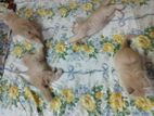 Persian Kittens For Sell