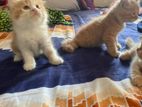 Persian Kittens for Sell