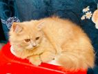 Persian Kittens Long Hair