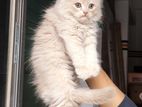 Persian Kittens Long Hair Triple Code