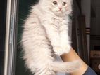 Persian Kittens Long Hair Triple Code