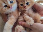 Persian kittens male