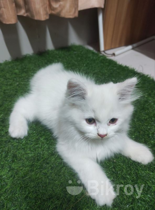 Persian Kittens Male (Persian Baby Cat) for Sale in Savar Bikroy