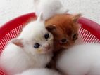 Persian kittens (পারশিয়ান বিড়ালের বাচ্চা)