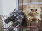 Persian kittens pair (1 male and 1 female kitten)