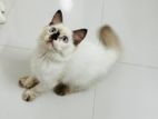 Persian Kittens Sell