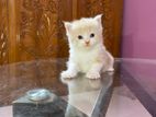 Persian kitten(triple coat)