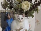 Persian Kitty Fully Potty Trained