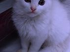 Persian Long-coat Male Kitten