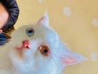 Persian Long Coat Odd Eye Female Cat (বিড়াল) বিক্রি হবে। বয়স ১২ মাস।