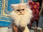 Persian Long Cot Doll Face Male Cat