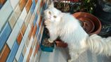 Persian Long hair adult female cat