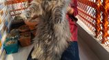 Persian Long hair adult female cat