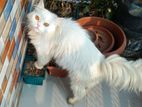 Persian Long hair adult female cat