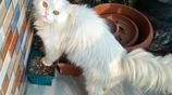 Persian Long hair adult female cat