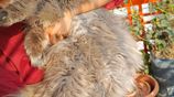 Persian Long hair adult female cat