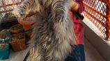 Persian Long hair adult female cat