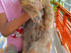 Persian Long Hair Adult Female