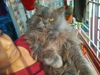 Persian Long hair cat female