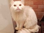 Persian Long hair cat