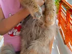 Persian Long Hair Female
