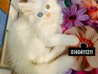 Persian Long hair kittens