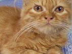 Persian long triple coated cat sell