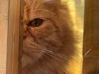 Persian male adult cat