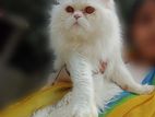 Persian male adult cat for sell