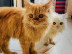 Persian male & female cat