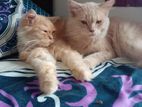 Persian Male And Female