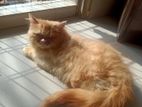 Persian Male And Female Kitten