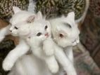 Persian male & female kitten sale