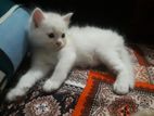 Persian Male and female kitten