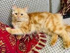 Persian male and Scottish fold female