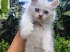 Persian Male Blue Eye