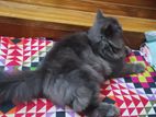 Persian Male