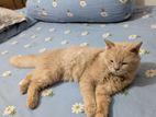 Persian male cat 2 years old