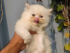 Persian Male Cat 2month with Normal Eyes