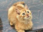 persian male cat (2months)