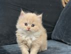 Persian male cat (3 coat)