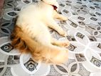 Persian Male Cat Adult
