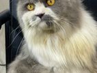 Persian Male Cat Age 1 Year